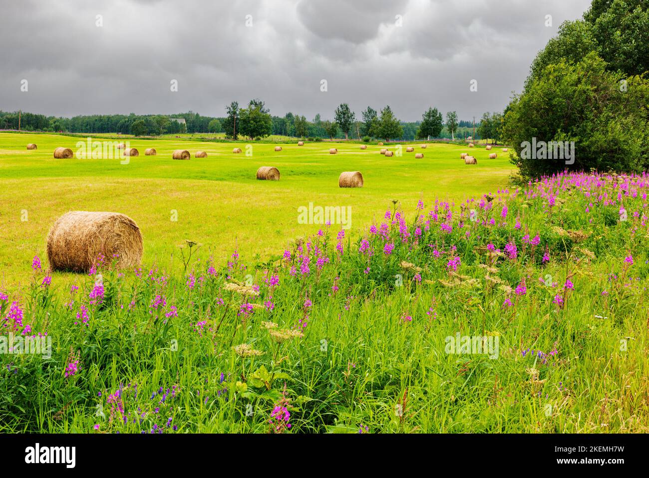 Le Fireweed pousse le long du champ agricole avec du foin roulé; près de Palmer; Alaska; États-Unis Banque D'Images