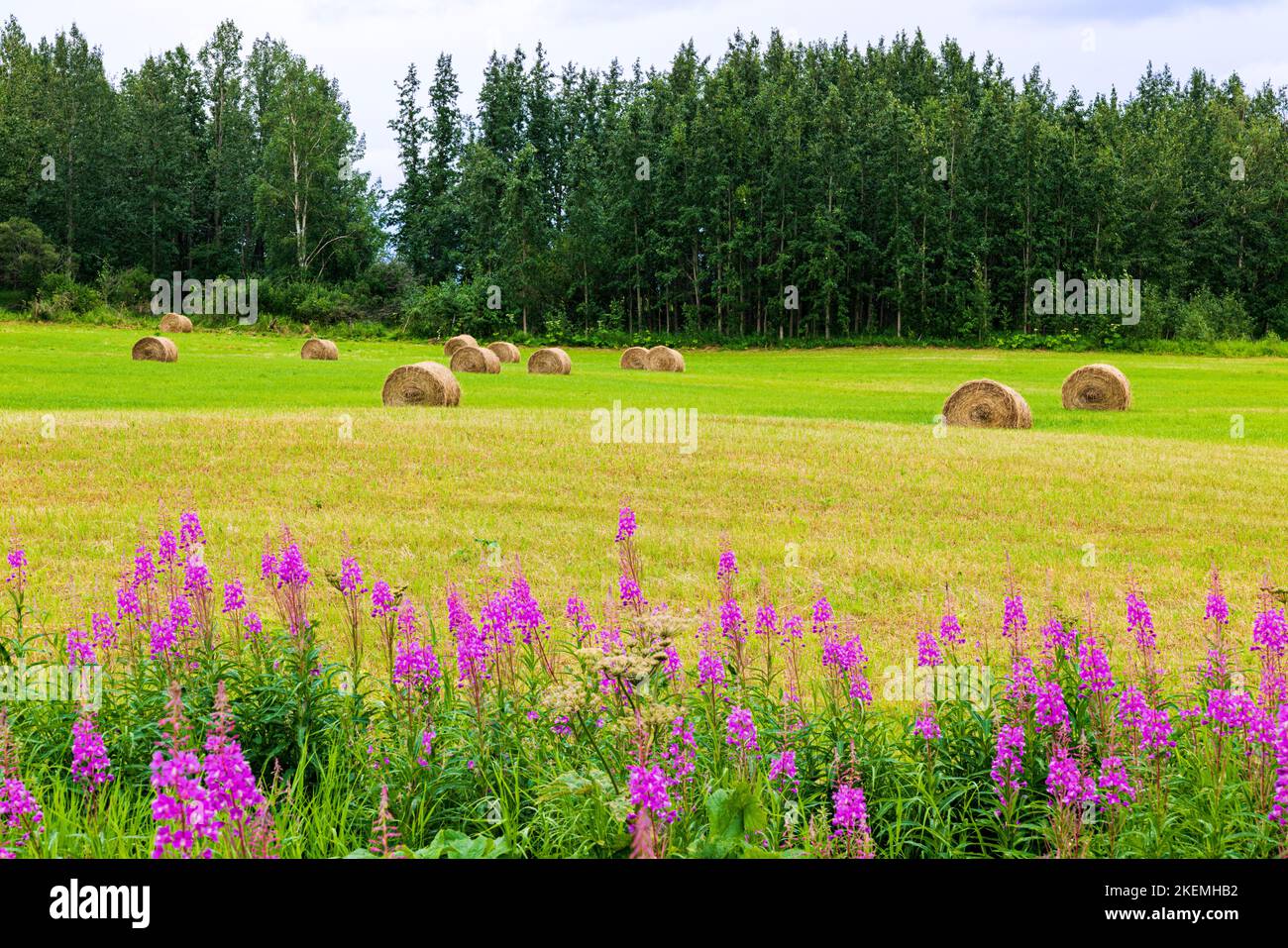 Le Fireweed pousse le long du champ agricole avec du foin roulé; près de Palmer; Alaska; États-Unis Banque D'Images