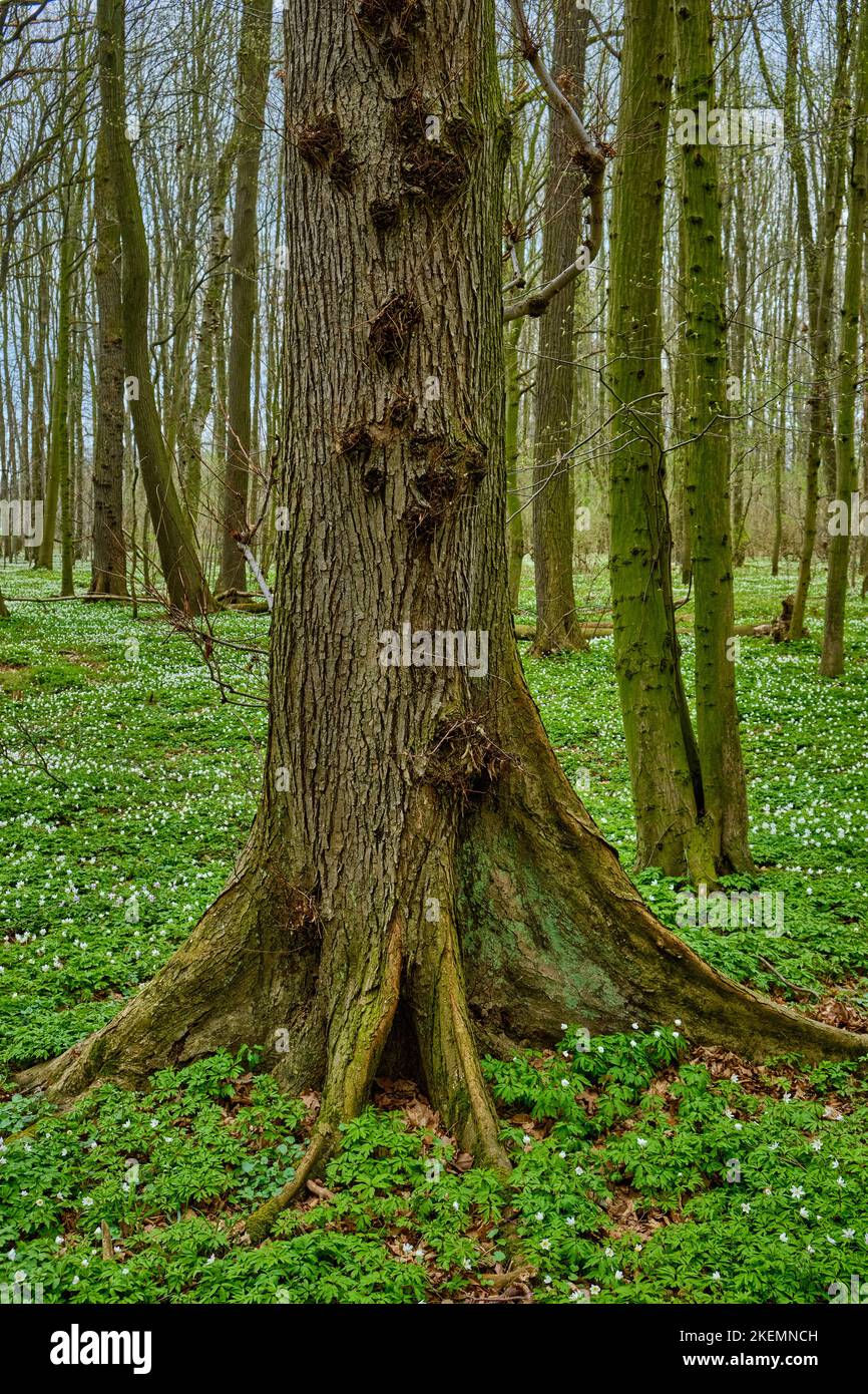 Réserve naturelle de la forêt alluviale de Laske (Lasker Auenwald) dans la région sorabe au printemps, Laske, Ralbitz-Rosenthal, Saxe, Allemagne. Banque D'Images