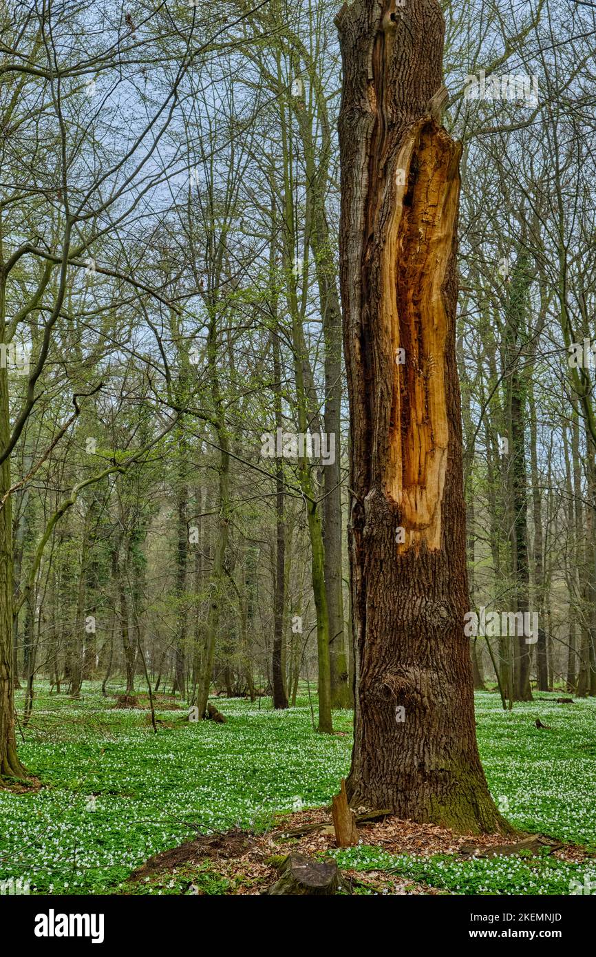 Réserve naturelle de la forêt alluviale de Laske (Lasker Auenwald) dans la région sorabe au printemps, Laske, Ralbitz-Rosenthal, Saxe, Allemagne. Banque D'Images