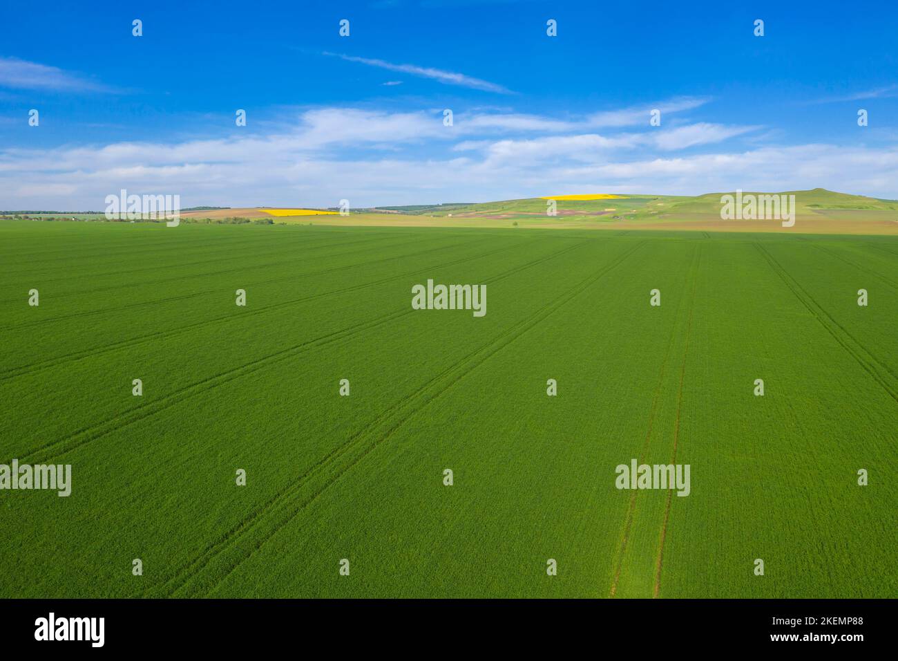Scène aérienne de champ de maïs vert frais au printemps, paysage rural de drone Banque D'Images
