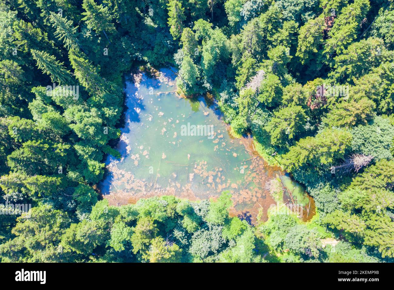Au-dessus de la vue sur le petit étang dans la forêt verte, les Carpates roumains Banque D'Images