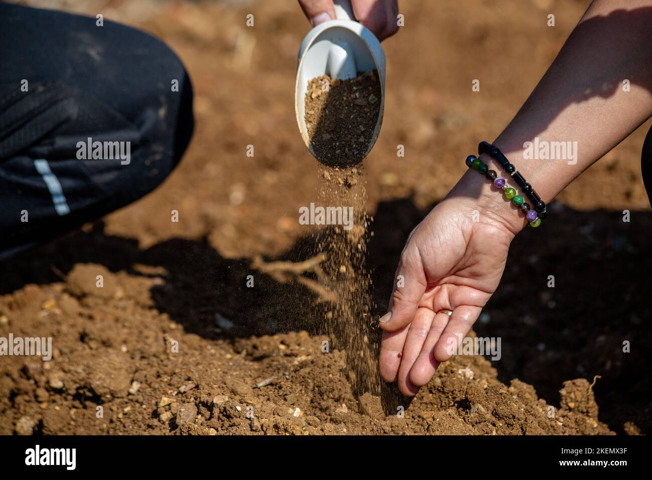 Les mains sement les graines dans le sol. Banque D'Images