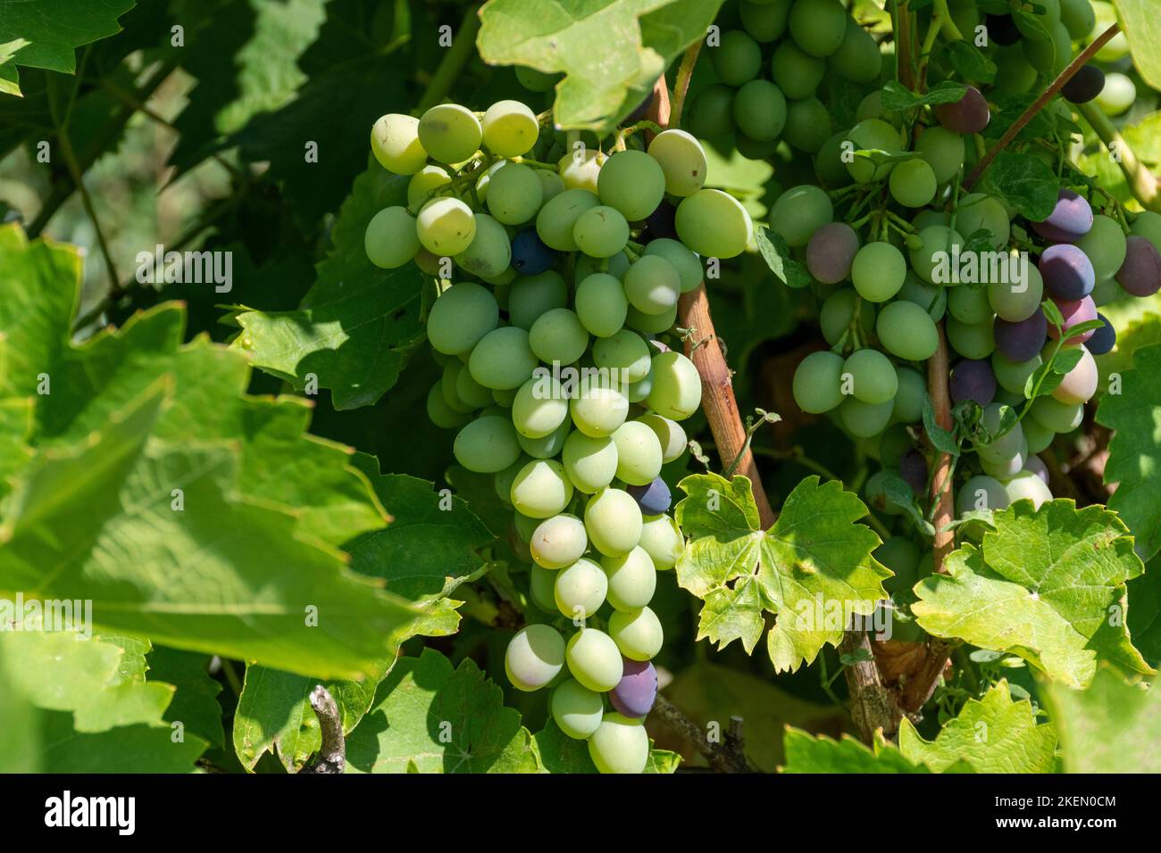 grappe de raisin Banque D'Images
