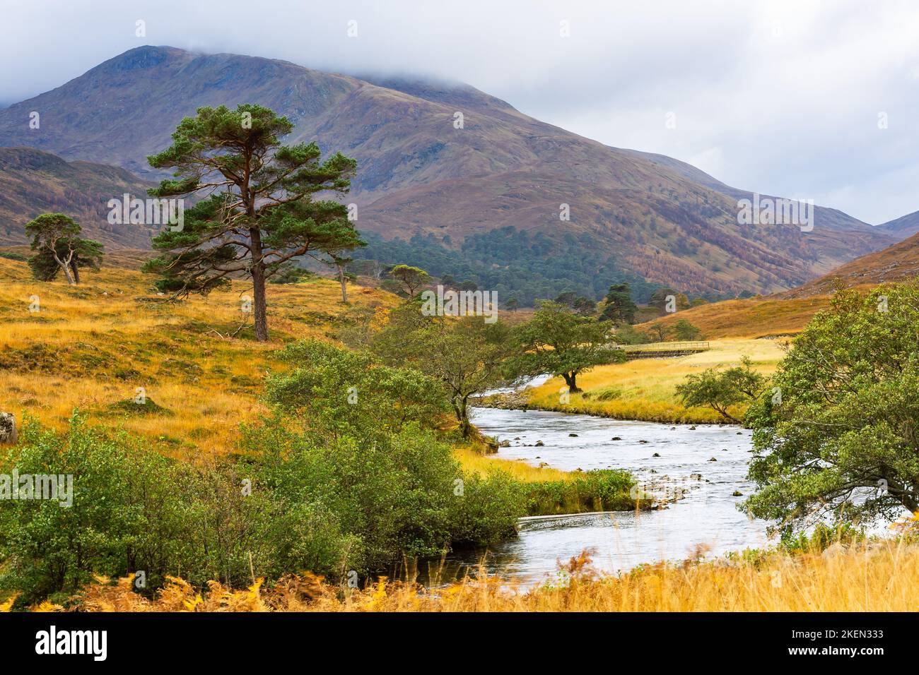 Glen Strathfarrar dans les Highlands écossais. Scène automnale avec des herbes dorées et saumâtres, nuages peu brumeux au-dessus des hautes montagnes, frontière de Scots Pines Banque D'Images