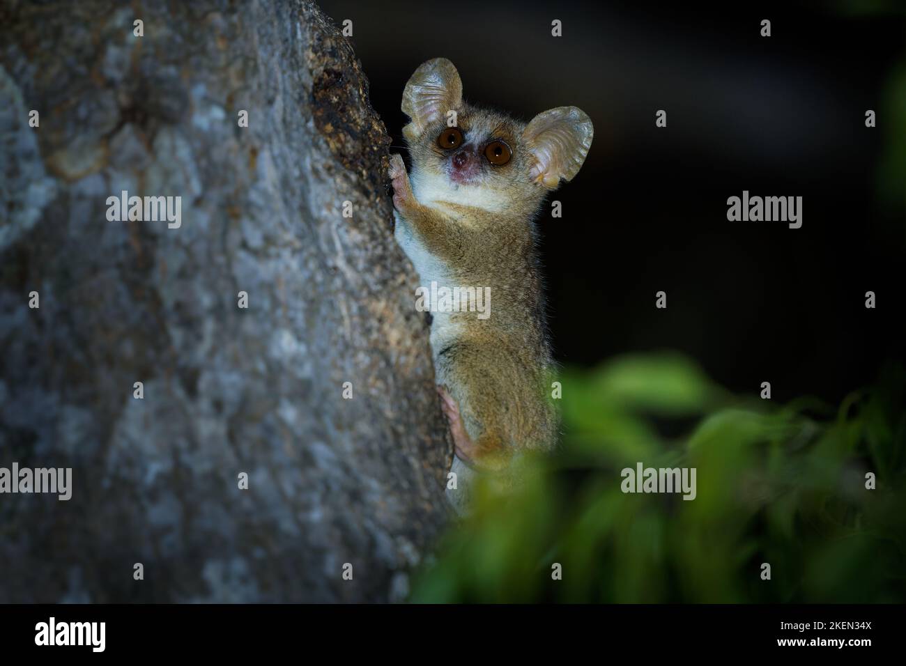 Lémure gris de souris - Microcebus murinus aussi lémure gris ou mineur de souris, lémure de nuit sur l'arbre, Forêt de Kirindy noir foncé, animal endémique à Madagascar Banque D'Images