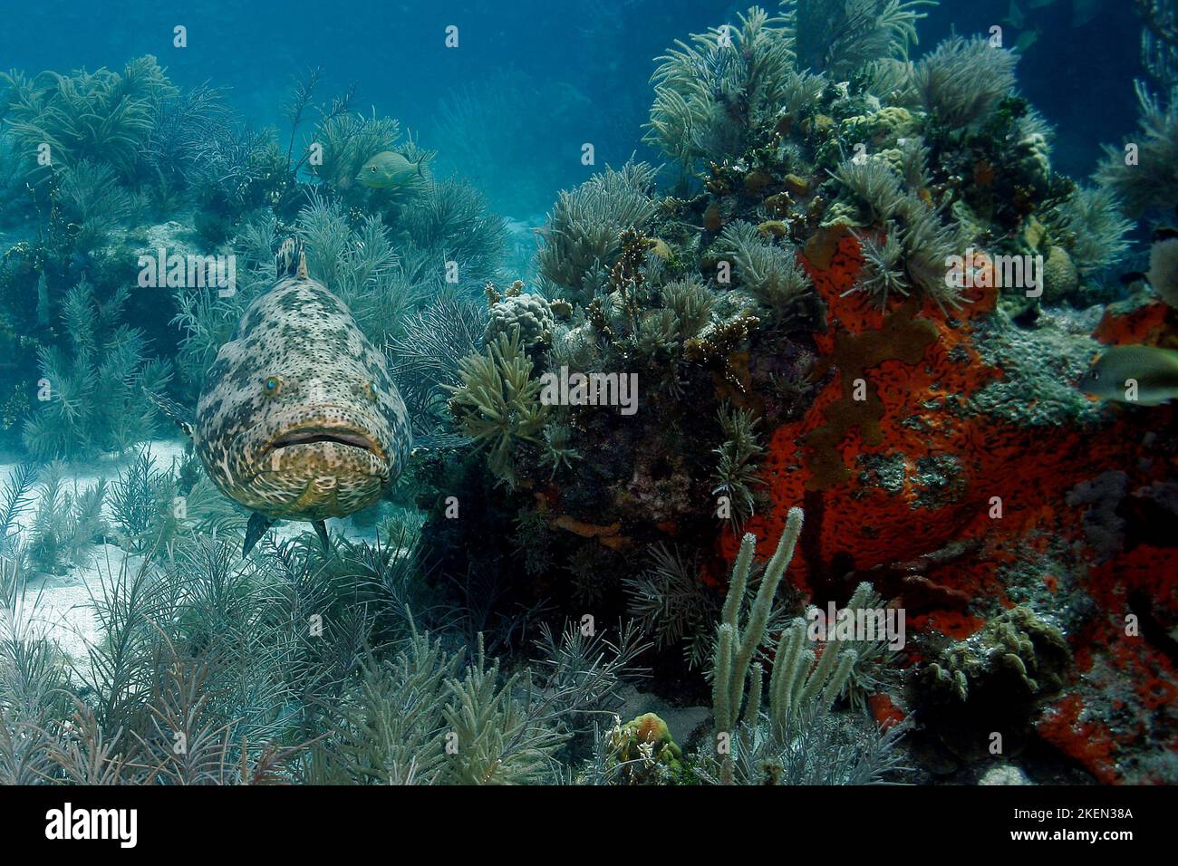 Le Goliath Grouper (anciennement joailfish), Epinephelus itjara, est la plus grande espèce de mérou en Amérique du Nord et le prédateur de récif corallien Banque D'Images