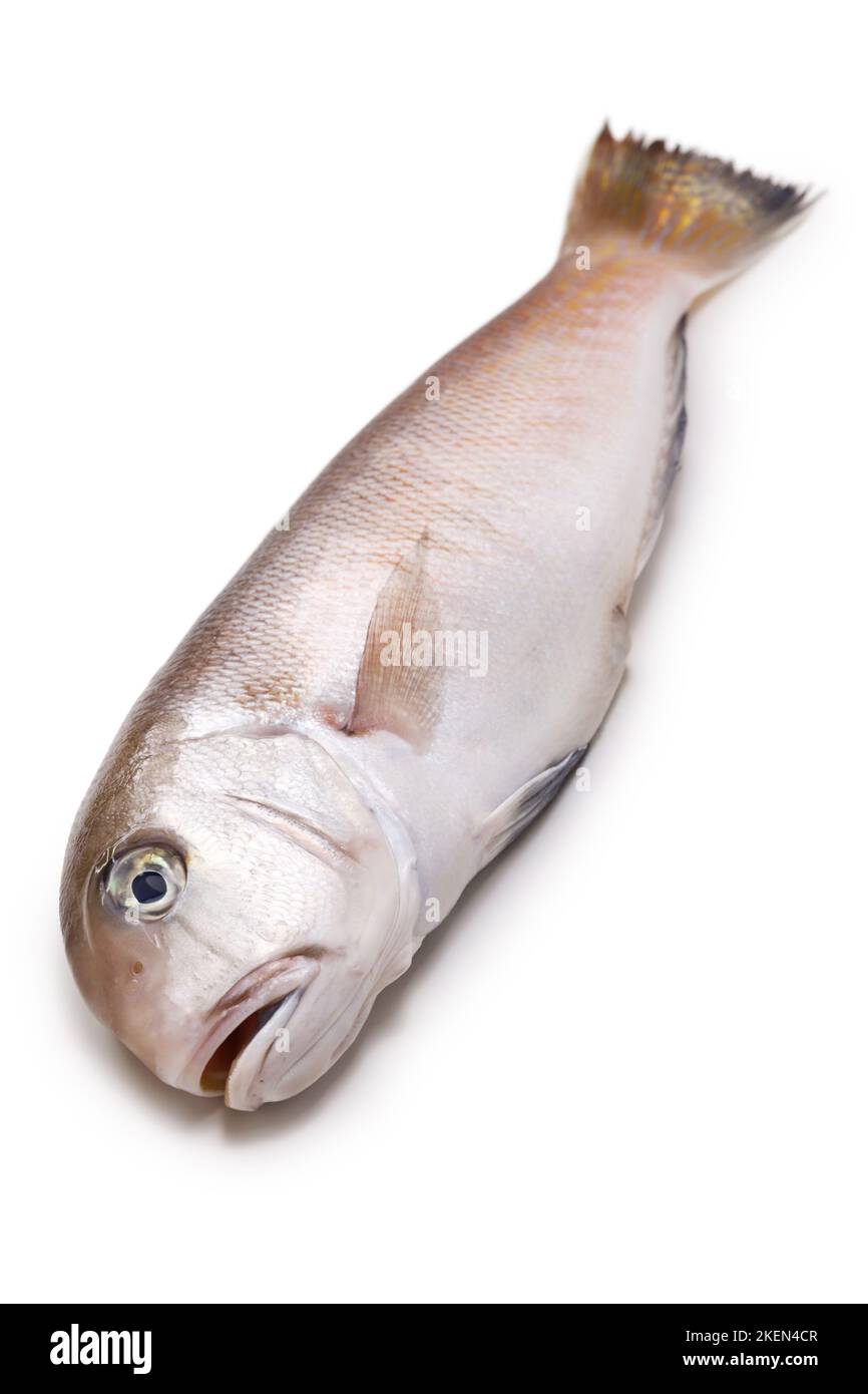 Tilefish blanc ( un poisson de luxe au Japon ) isolé sur fond blanc Banque D'Images