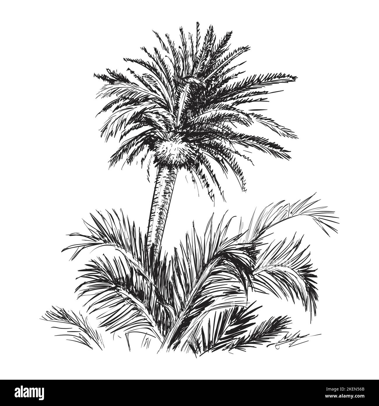 Esquisse dessinée à la main Palm esquisse dessinée à la main Palm Illustration de Vecteur