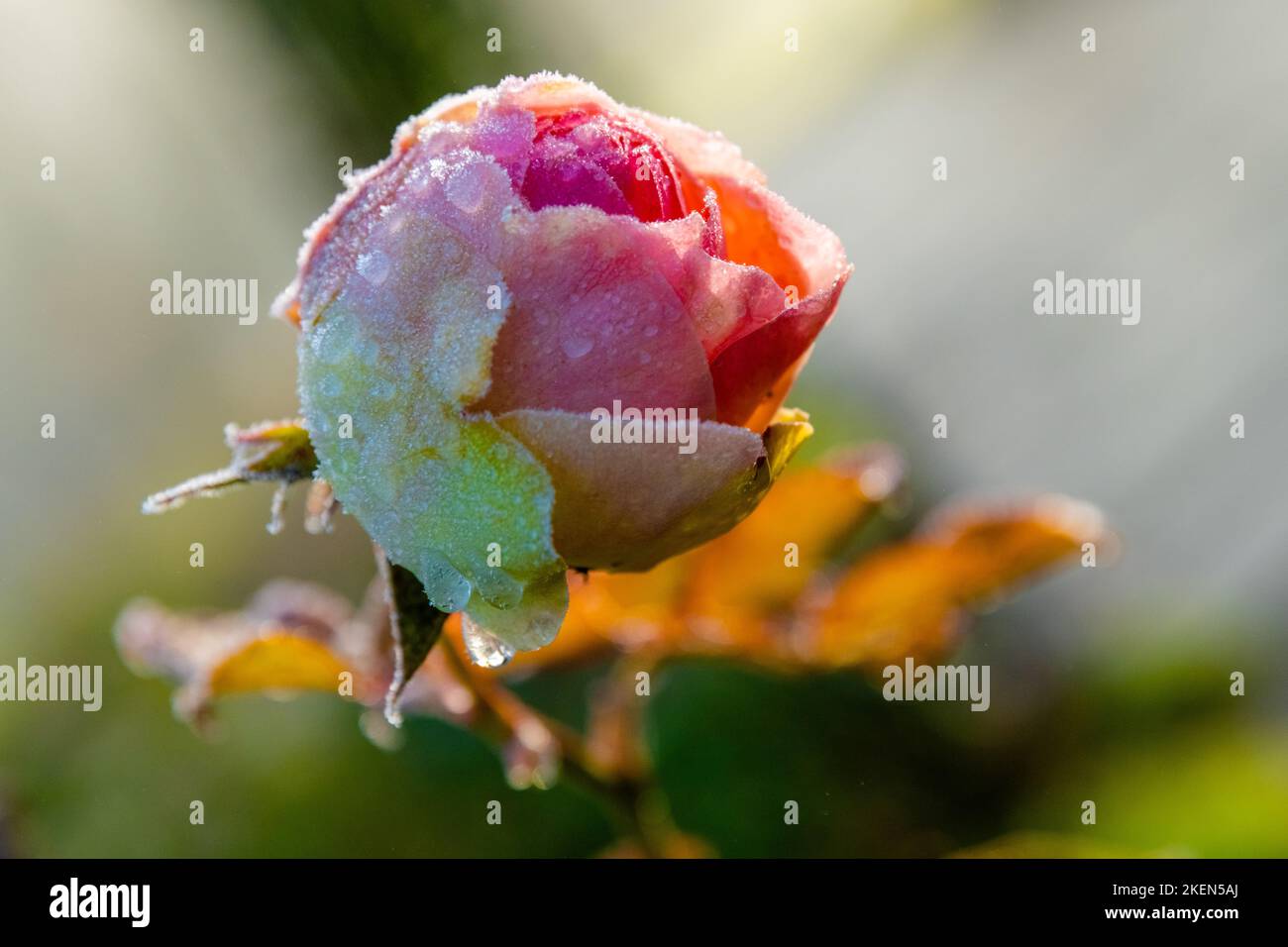 Rose couverte de givre gros plan le matin Banque D'Images