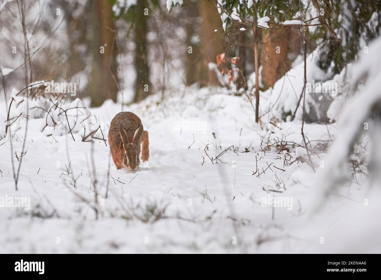 Lièvre européen dans la forêt enneigée (Lepus europaeus). Banque D'Images