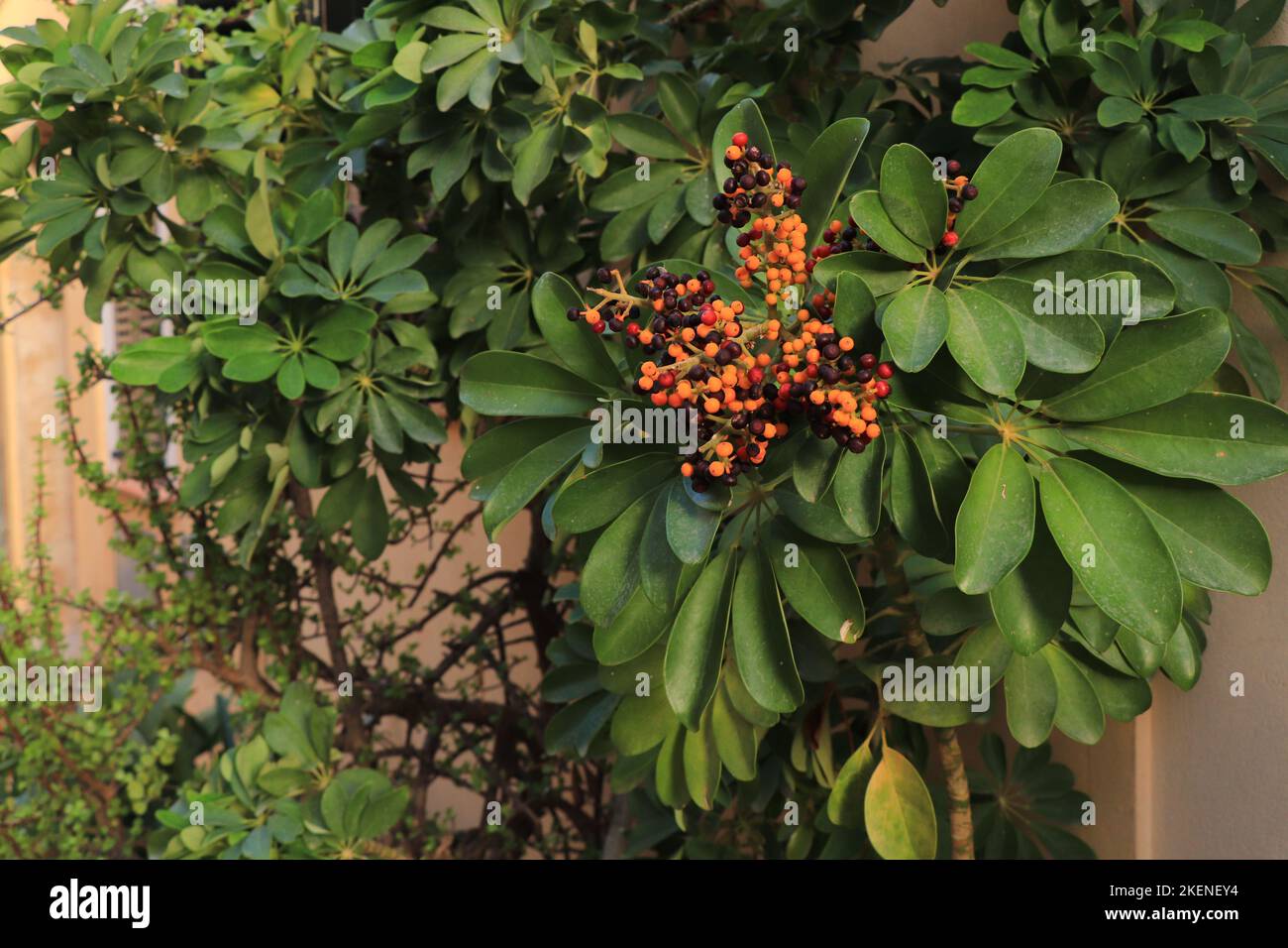 Arbuste schefflera arboricola avec fruits Banque D'Images