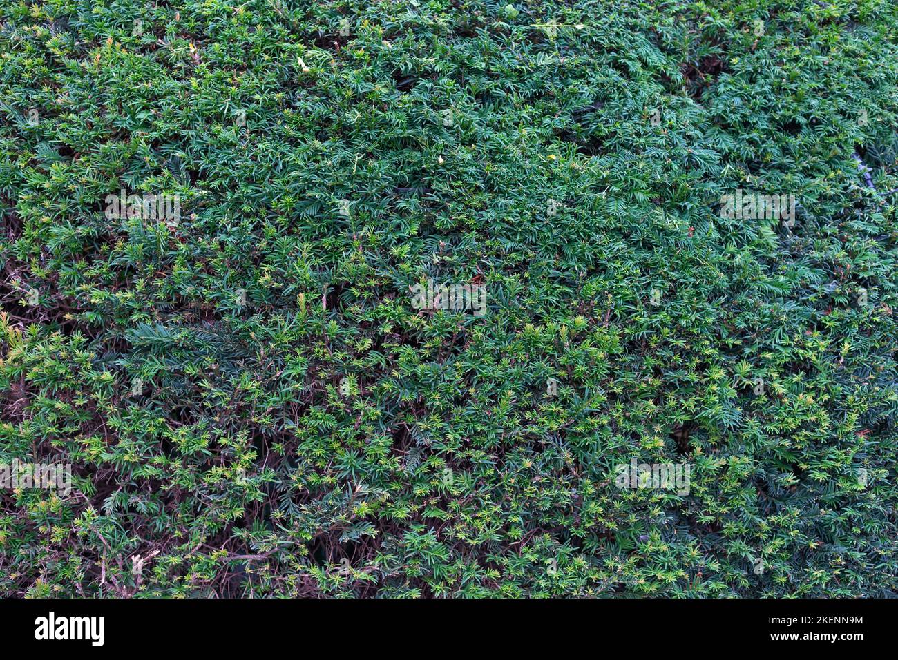 Feuillage à feuilles persistantes bord à bord Banque D'Images