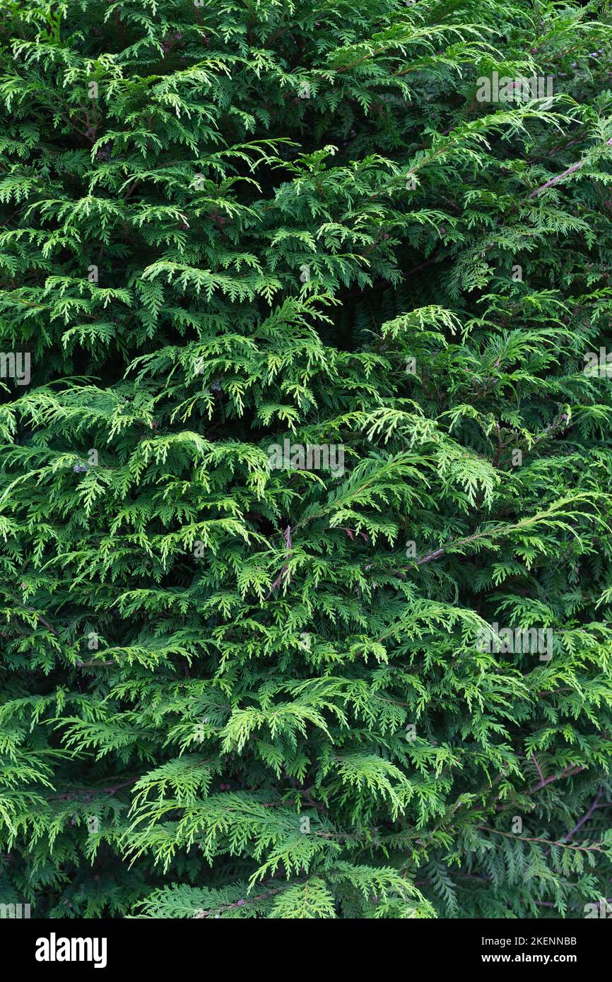Feuillage à feuilles persistantes bord à bord Banque D'Images