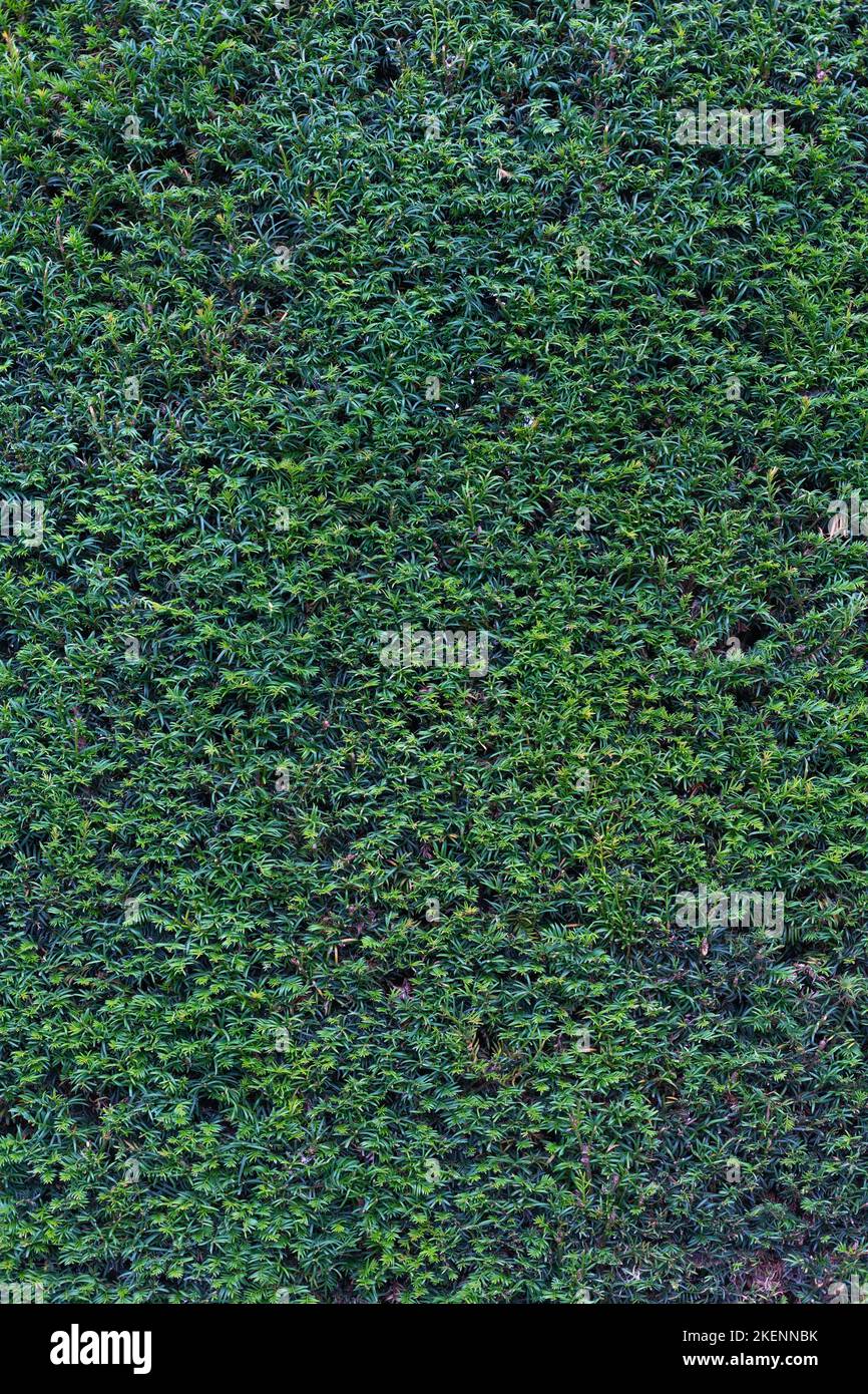 Feuillage à feuilles persistantes bord à bord Banque D'Images