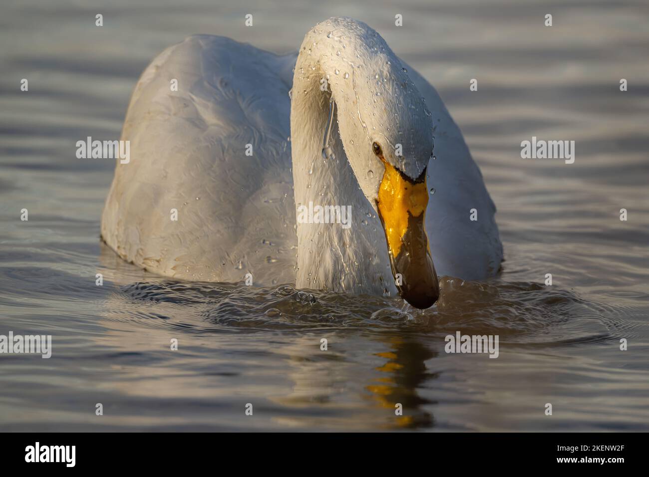 Whooper Swan Cygnus cygnus s'égoutter dans l'eau après avoir partiellement submerger sa tête à la recherche de nourriture. Sur une étendue d'eau dans les fens de l'est Anglia. Banque D'Images