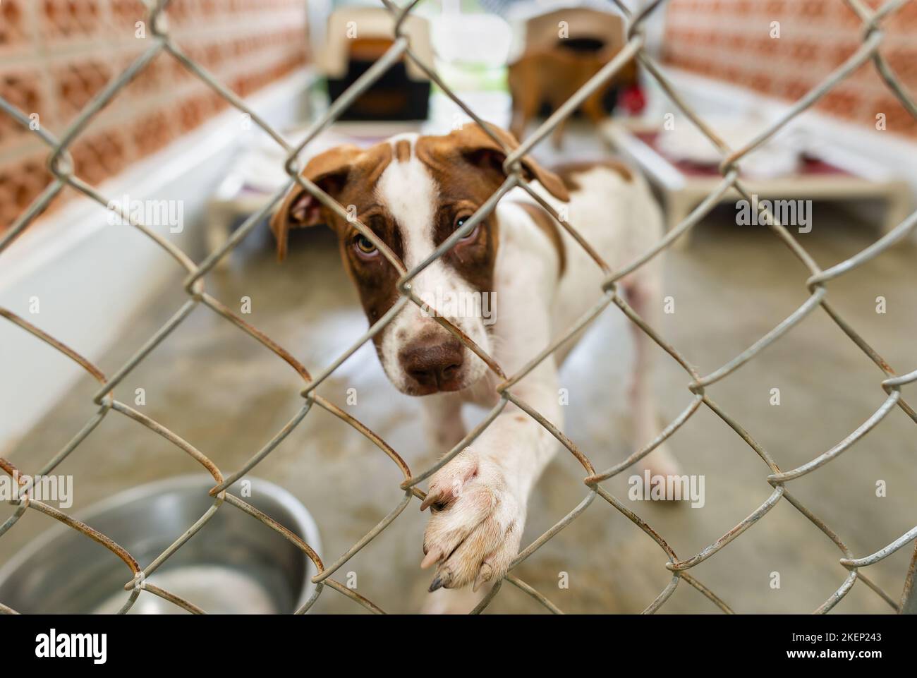 Un chien de refuge d'animal de secours met Une Paw à travers la clôture Banque D'Images