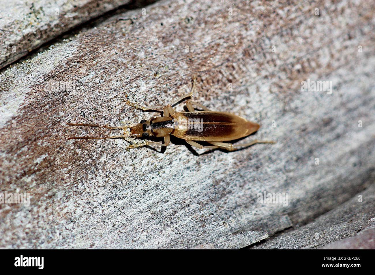 Coléoptère des cloques côtières (Thelyphassa sp.) Banque D'Images