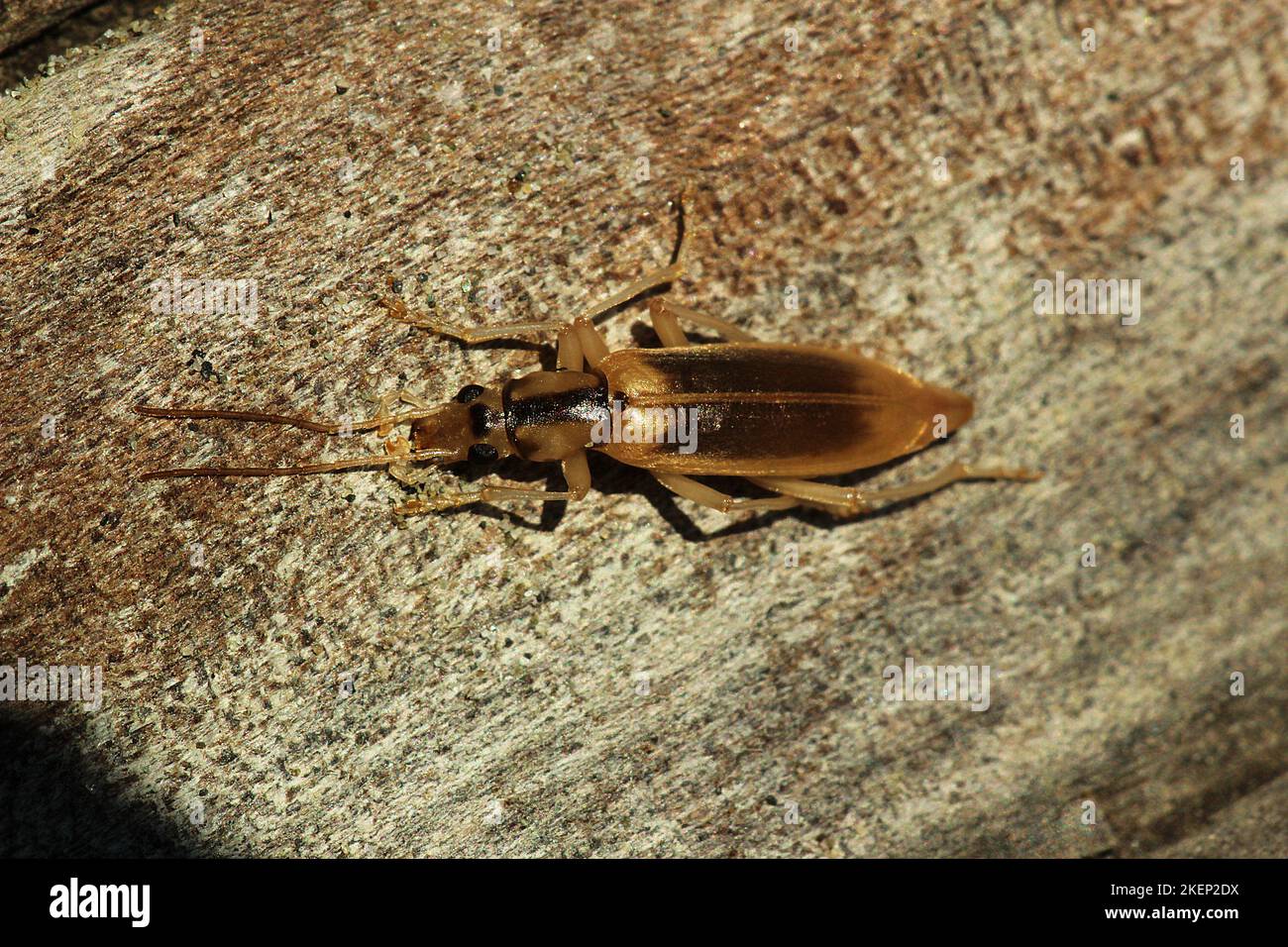 Coléoptère des cloques côtières (Thelyphassa sp.) Banque D'Images