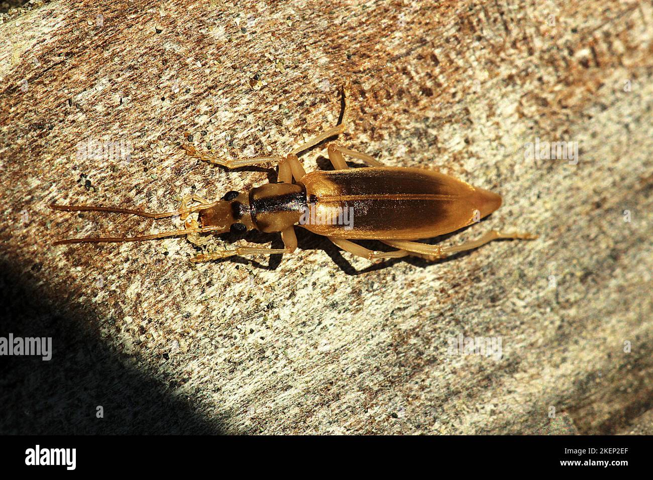 Coléoptère des cloques côtières (Thelyphassa sp.) Banque D'Images