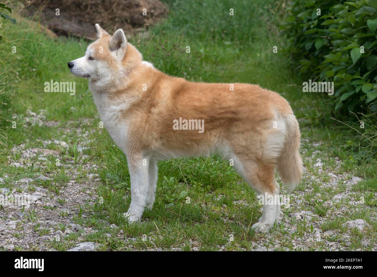 Race de chien Akida, Allgaeu, Bavière, Allemagne Banque D'Images