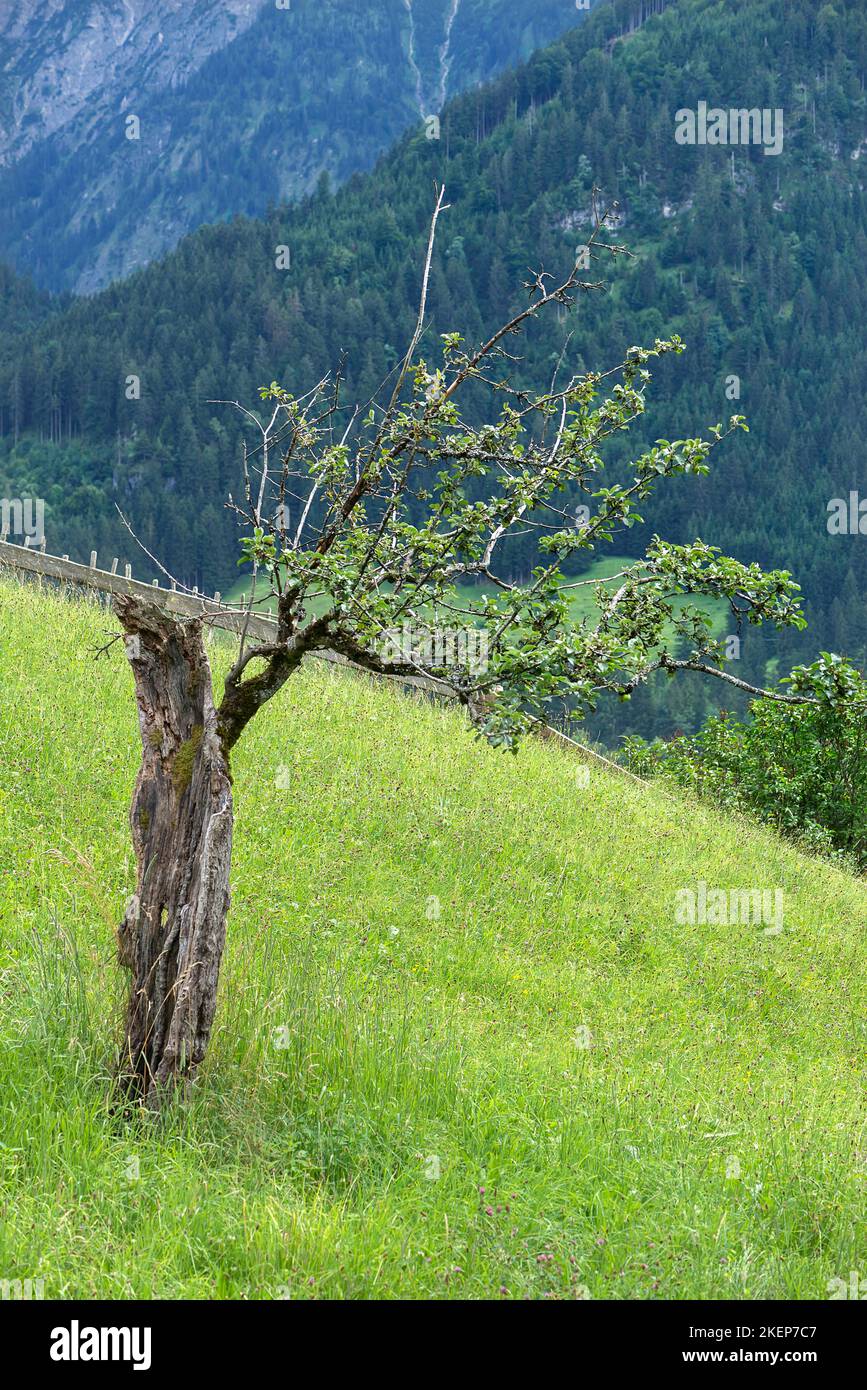 Pommier à moitié mort (Malus), Allgaeu, Bavière, Allemagne Banque D'Images