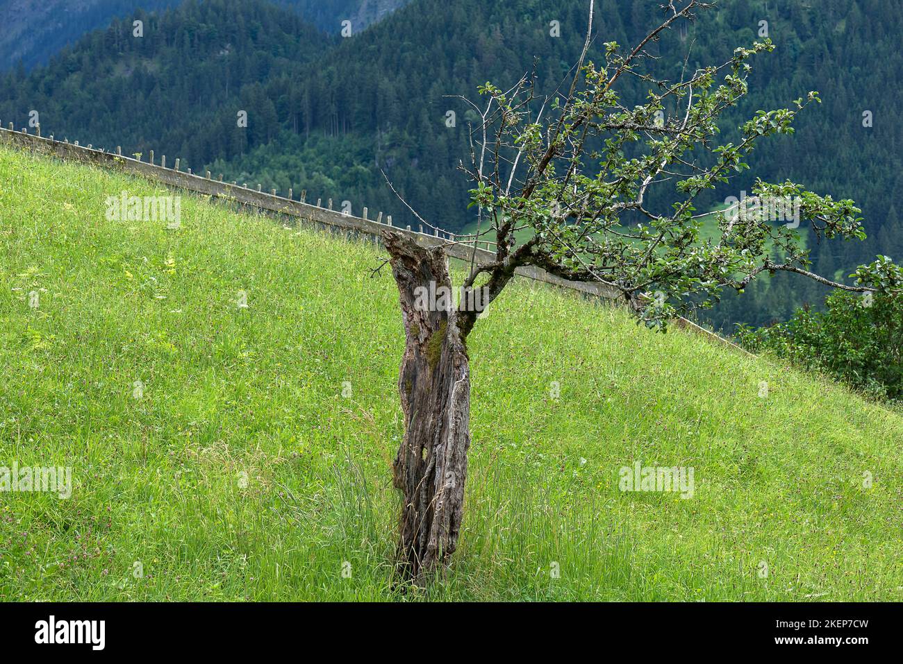 Pommier à moitié mort (Malus), Allgaeu, Bavière, Allemagne Banque D'Images