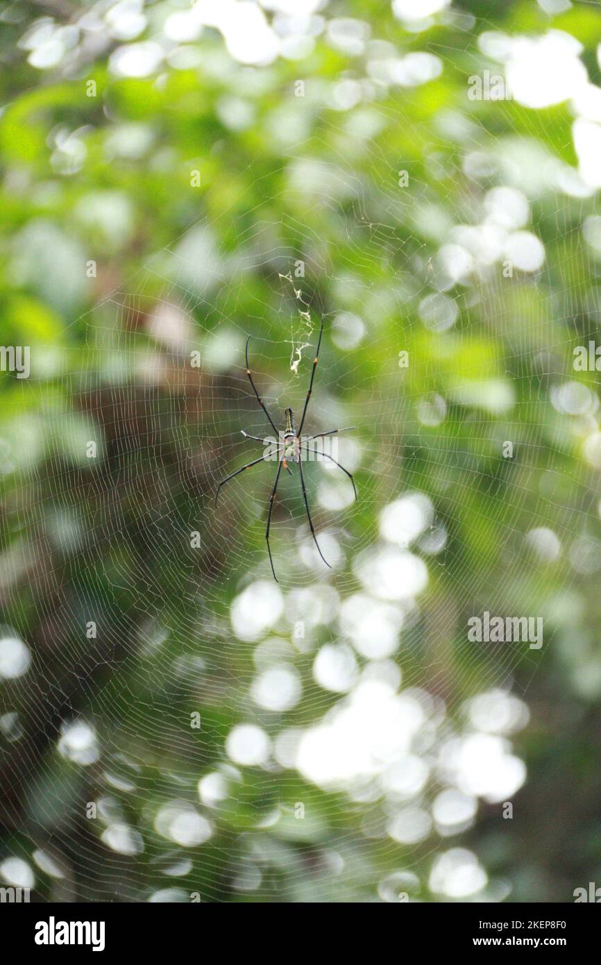 De beaux insectes au Sri Lanka. Visite Sri Lanka Banque D'Images