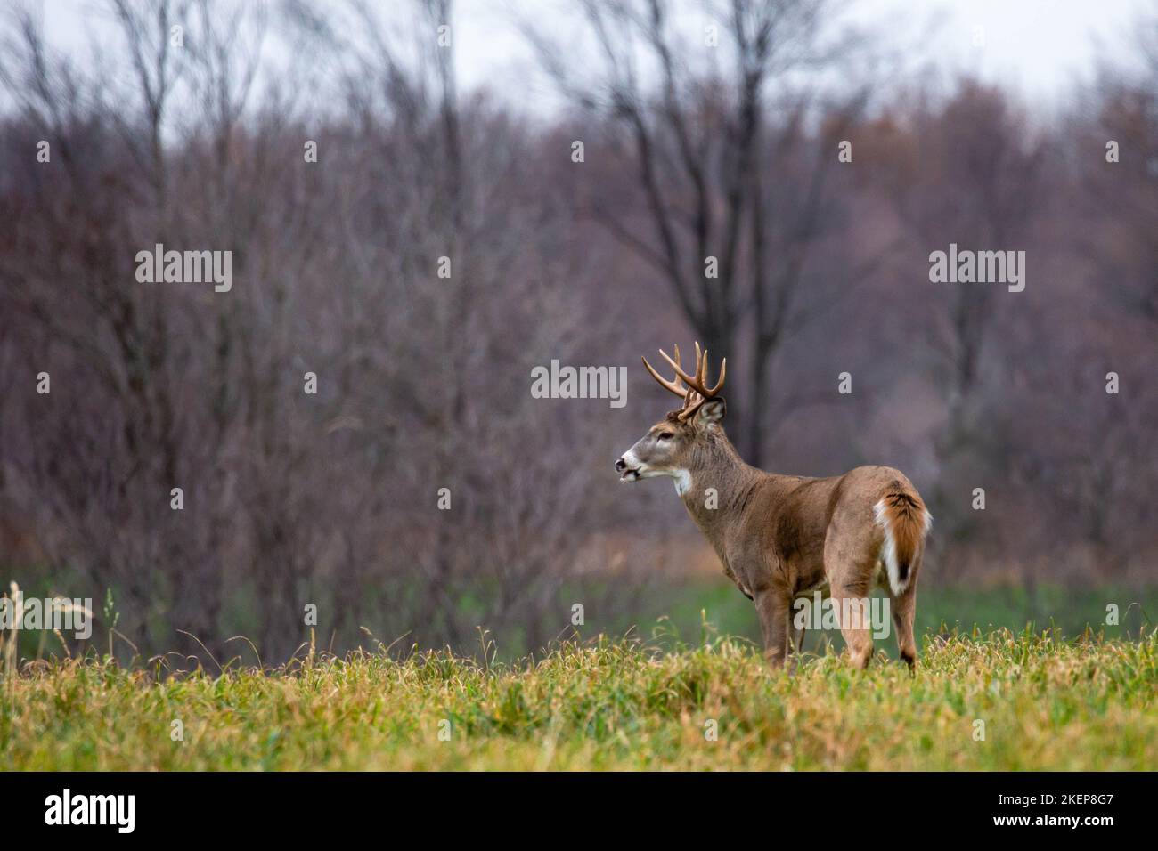 Buck de cerf à queue blanche (odocoileus virginianus) brandissant pendant la rut du Wisconsin, à l'horizontale Banque D'Images