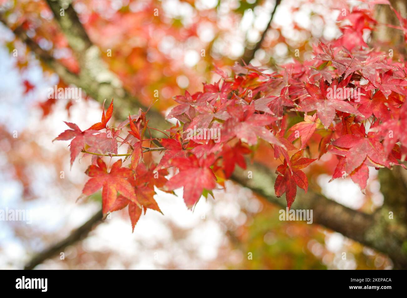 Feuillage d'automne rouge et or sur un érable japonais à Arashiyama — Kyoto, Japon Banque D'Images