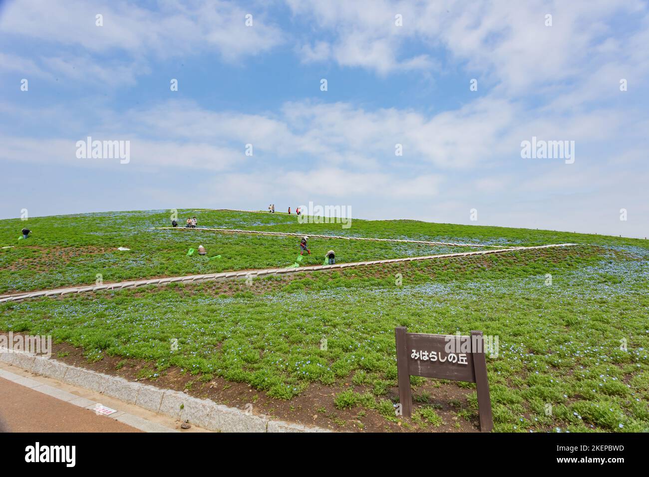 Ibaraki, APR 5 2013 - de beaux yeux bleus de bébé fleurissent au-dessus de la colline de Miharashi Banque D'Images