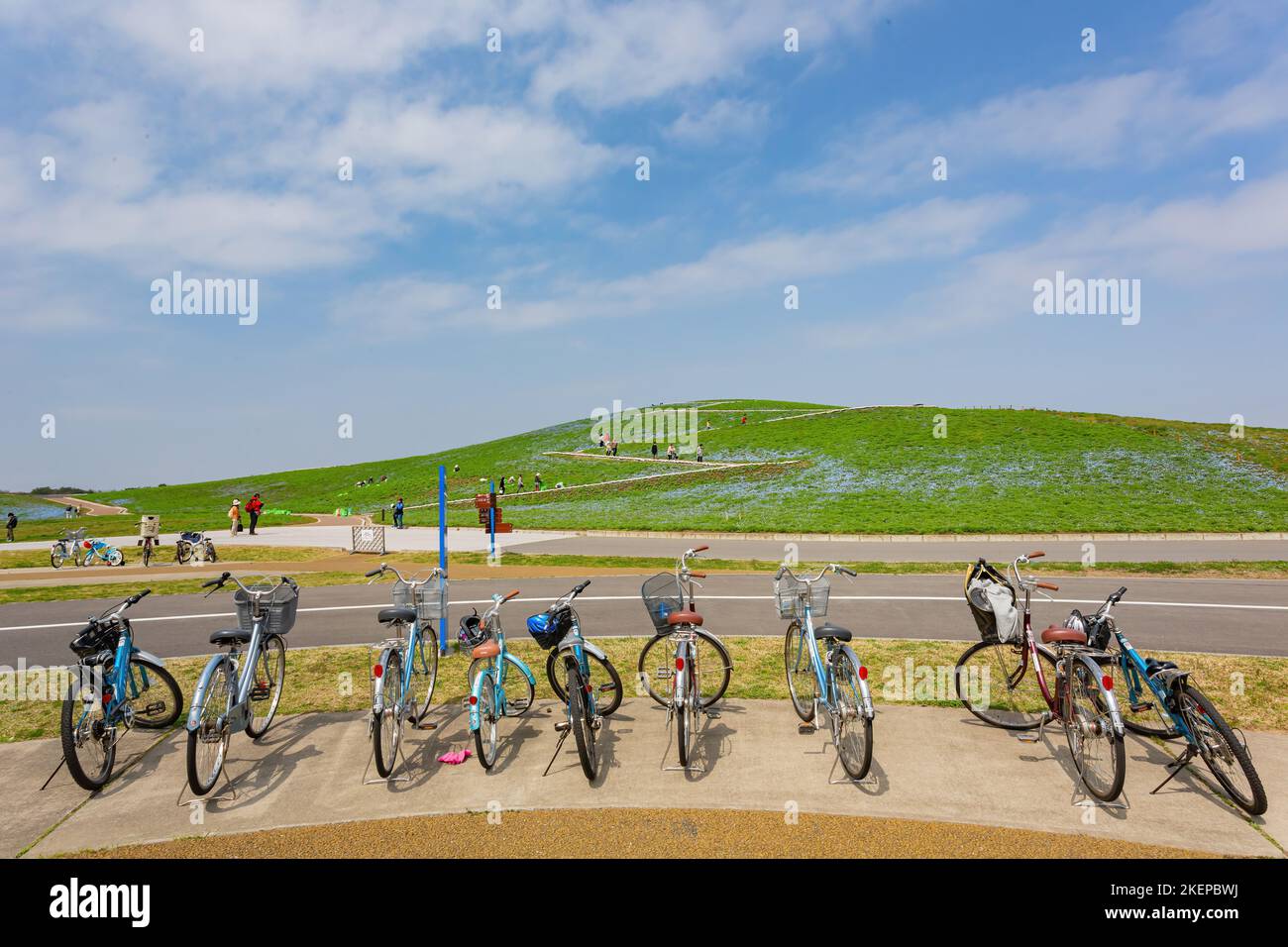 Ibaraki, APR 5 2013 - de beaux yeux bleus de bébé fleurissent au-dessus de la colline de Miharashi Banque D'Images