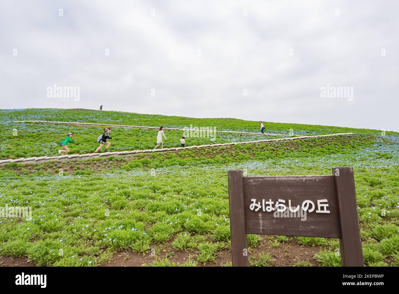 Ibaraki, APR 5 2013 - de beaux yeux bleus de bébé fleurissent au-dessus de la colline de Miharashi Banque D'Images