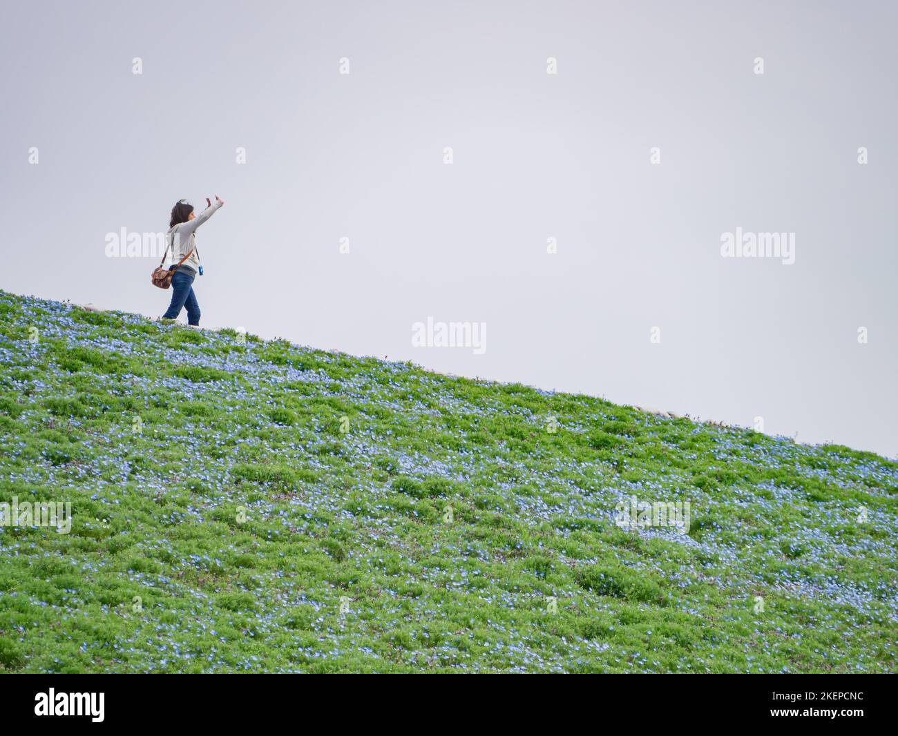 Ibaraki, APR 5 2013 - de beaux yeux bleus de bébé fleurissent au-dessus de la colline de Miharashi Banque D'Images