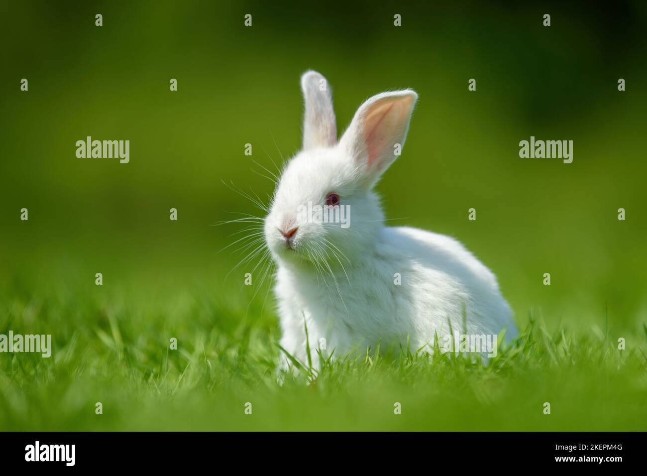 Drôle petit lapin blanc sur l'herbe verte de printemps. Concept de ferme Banque D'Images