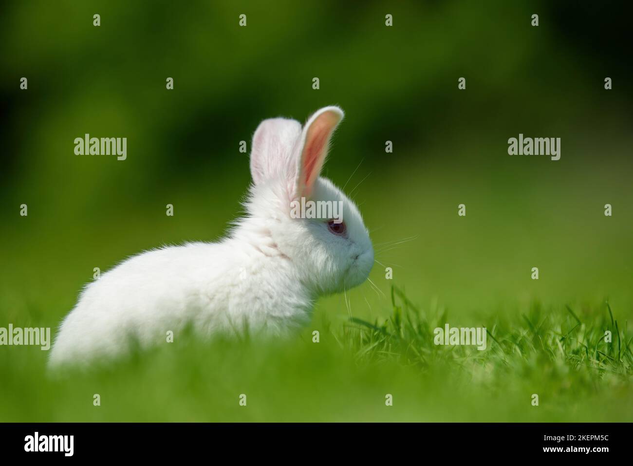 Lapin blanc sauvage sur la ferme d'herbe Photo Stock - Alamy
