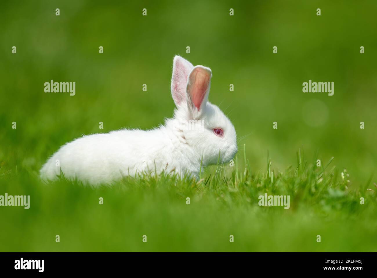 Drôle petit lapin blanc sur l'herbe verte de printemps. Concept de ferme Banque D'Images