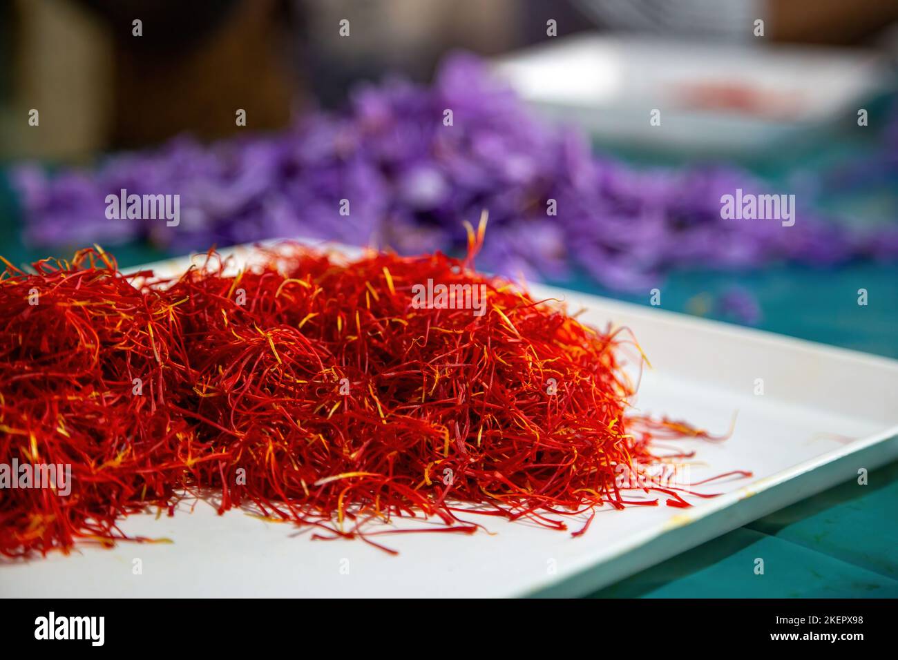 Fils de safran velours, gros plan, flou fond de pétales de fleurs violets. Processus de séparation des étamines de Crocus, saison de récolte Banque D'Images