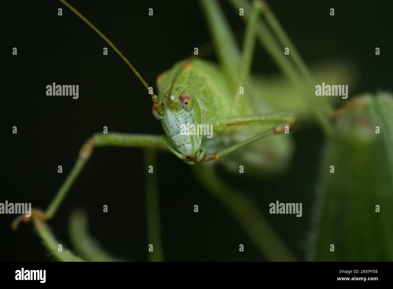 Gros plan frontal sur un Bush-Cricket vert brillant à faucille, Phaneroptera falcata dans la végétation sur fond sombre Banque D'Images