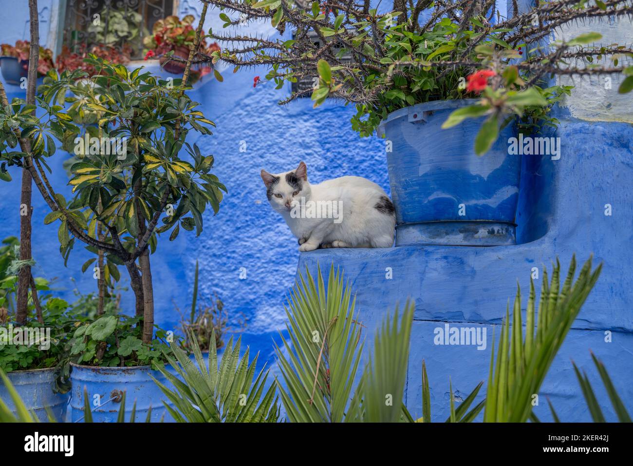 Un chat à Blue Chefchaouen, Maroc Banque D'Images