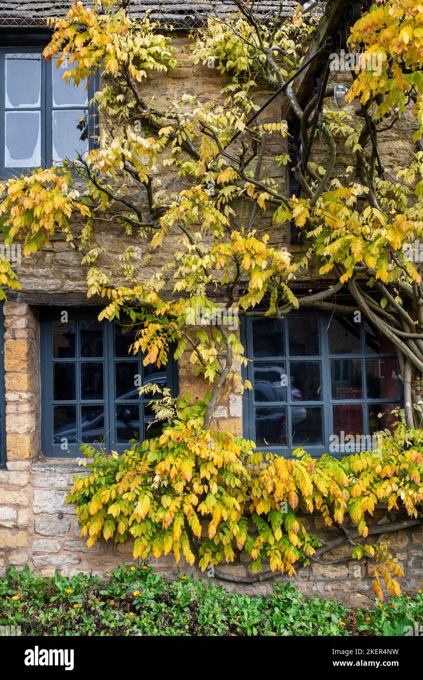 Feuillage de wisteria d'automne le long de la rue du parc. Stow on the Wold, Gloucestershire, Cotswolds, Angleterre Banque D'Images