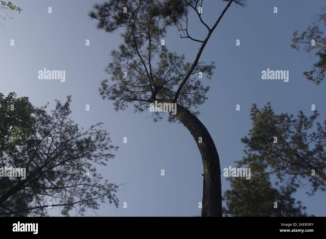 De grands et grands arbres de feuilles d'en-dessous dans les montagnes Banque D'Images