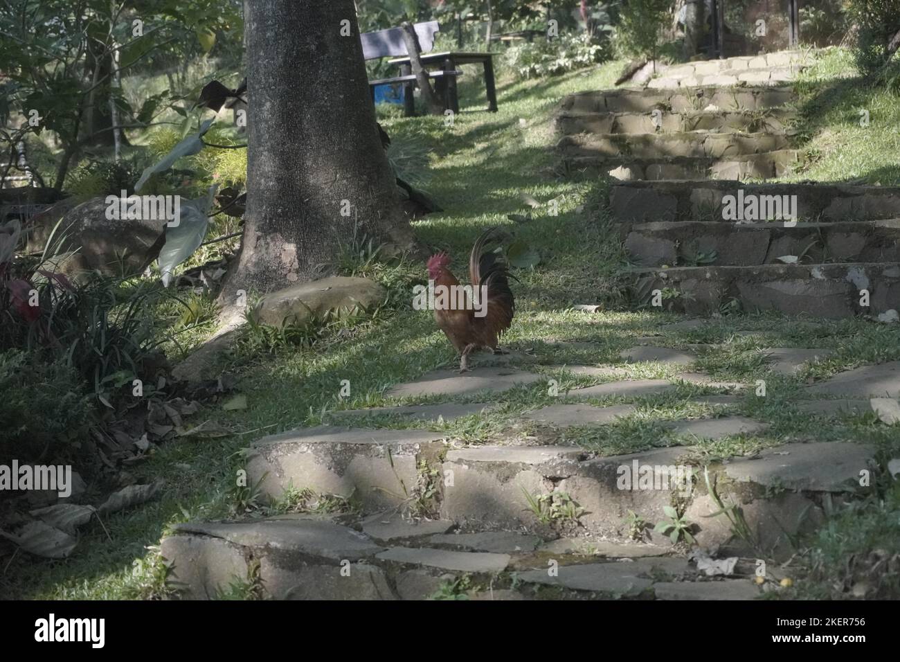 le rooster bantam croque tout en marchant dans le jardin Banque D'Images