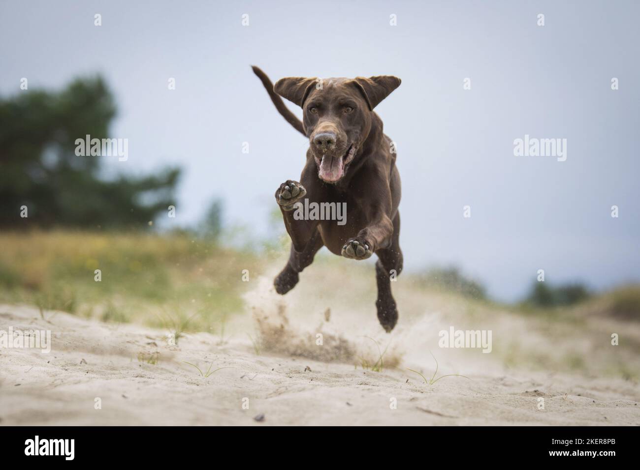 Braque Allemand Banque D'Images