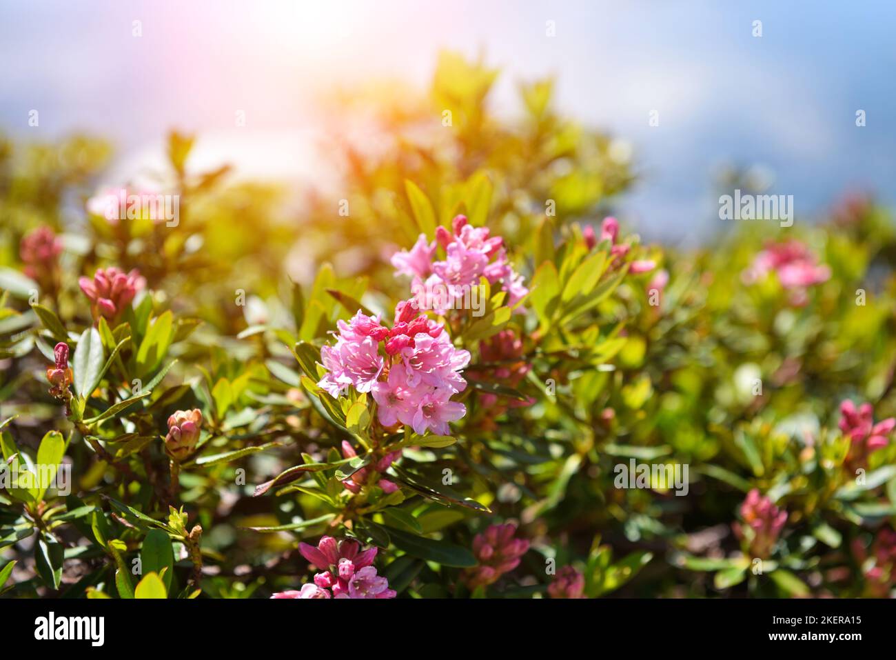 Rose alpine en fleurs (Rhododendron ferrugineum) dans la lumière du soleil.Tyrol, Autriche. Europe Banque D'Images