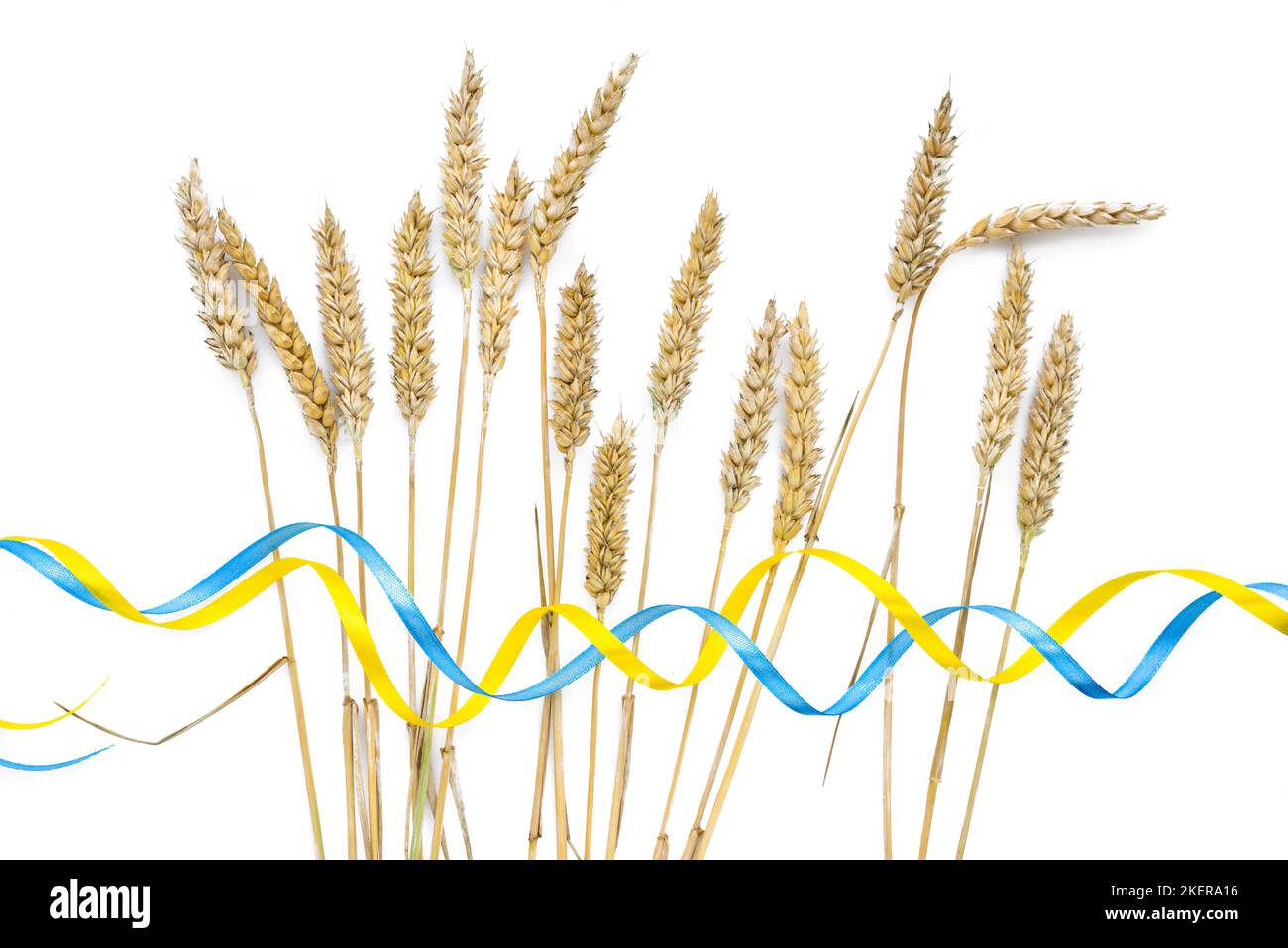 Épillets de blé avec ruban jaune et bleu de couleurs de drapeau ukrainien isolé sur blanc. Concept de crise alimentaire et de pénurie alimentaire mondiale beca Banque D'Images