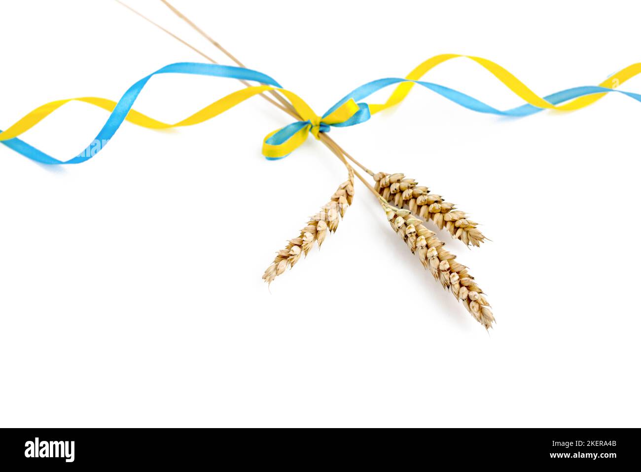 Épillets de blé avec ruban jaune et bleu de couleurs de drapeau ukrainien isolé sur blanc. Concept de crise alimentaire et de pénurie alimentaire mondiale beca Banque D'Images