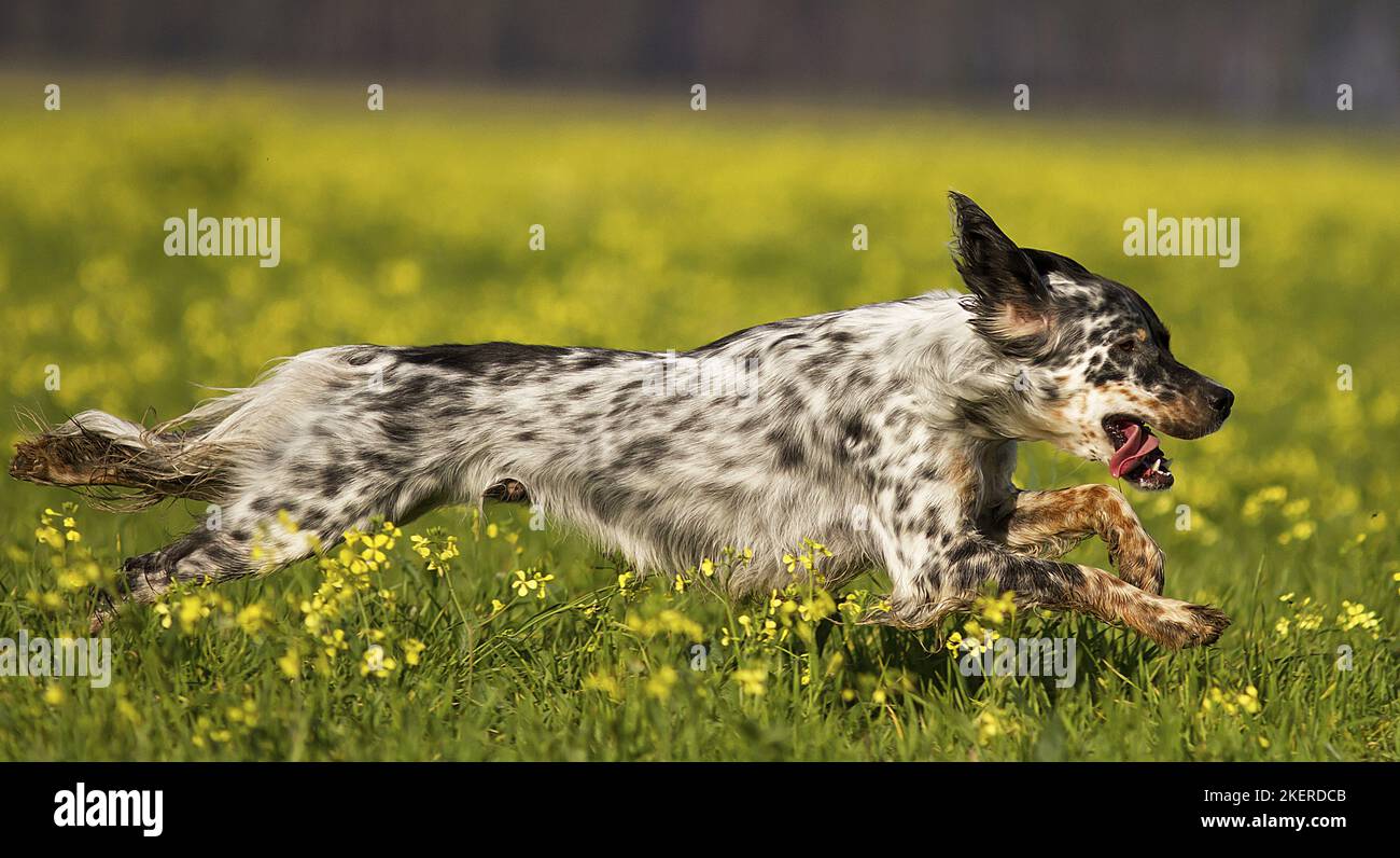 L'exécution de Setter Anglais Banque D'Images