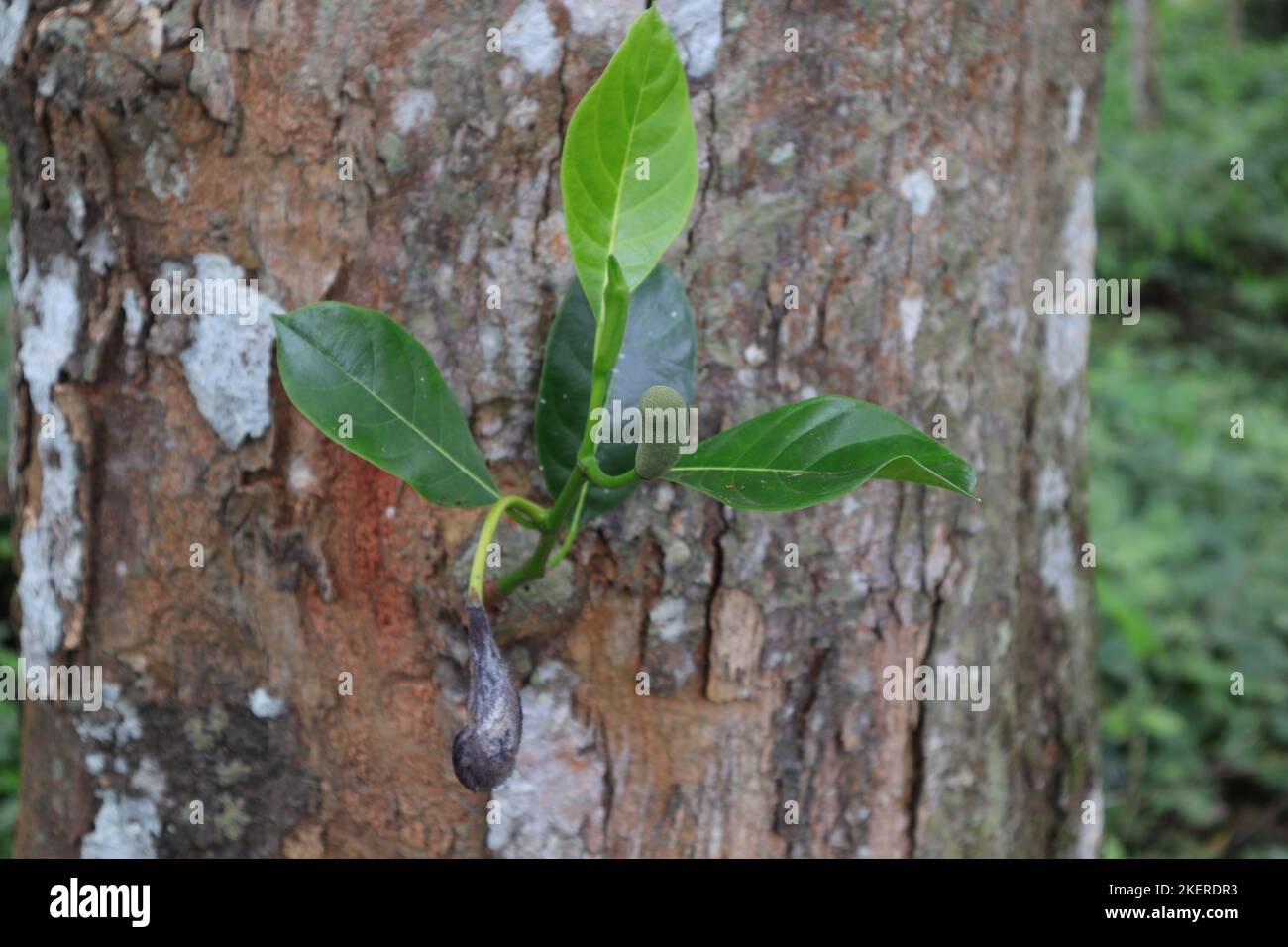 Un bourgeon de fleur de fruit de Jack pousse sur une petite branche émergée d'un grand tronc d'arbre de Jack (Artocarpus Heterophyllus) Banque D'Images