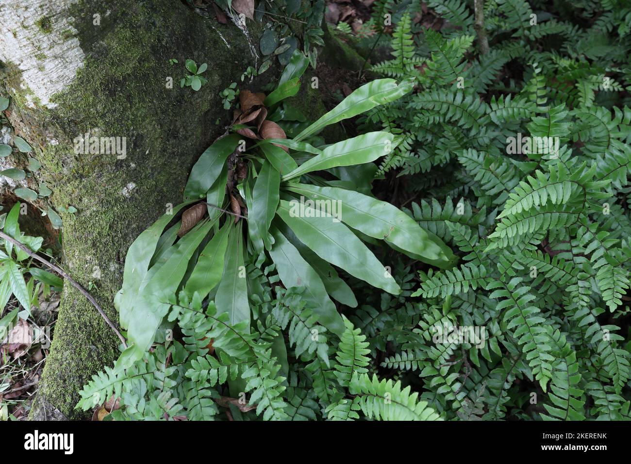 Vue en grand angle d'une plante de la fougère de nid d'oiseau de taille moyenne (Asplenium Nidus) et de petites plantes qui poussent à la surface d'un tronc d'arbre Jack. Banque D'Images